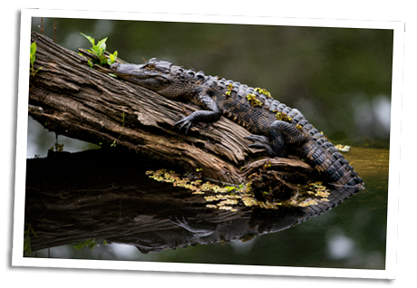 Alligator - Six Mile Cypress Slough, Florida