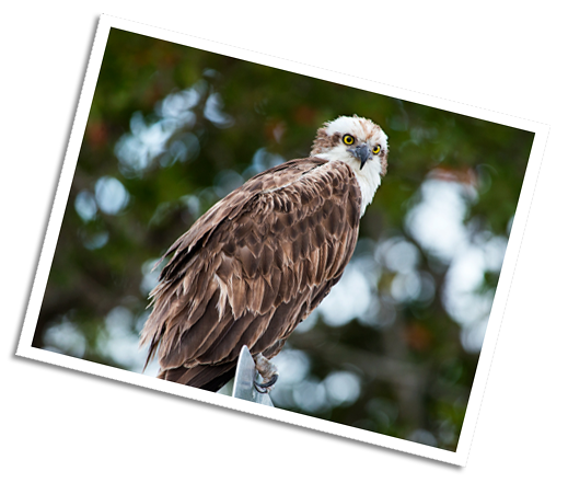 Osprey - Ding Darling National Wildlife Refuge - Sanibel, Florida