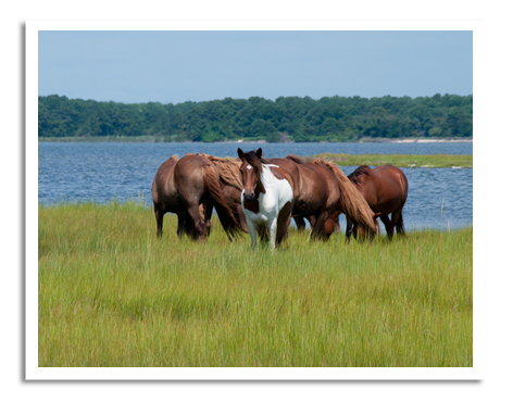 Wild Ponies Assateague Island, Maryland